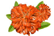 content-1